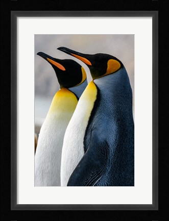 Framed South Georgia Island, St Andrews Bay King Penguins Print