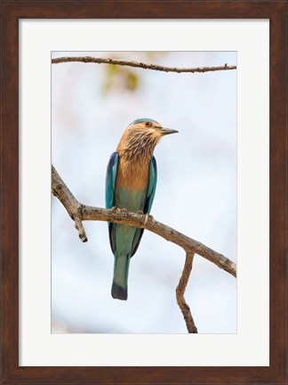 Framed India, Madhya Pradesh, Bandhavgarh National Park An Indian Roller Posing On A Tree Branch Print