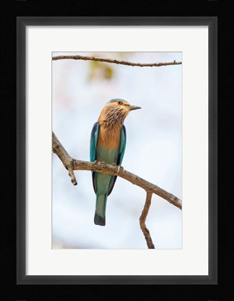 Framed India, Madhya Pradesh, Bandhavgarh National Park An Indian Roller Posing On A Tree Branch Print