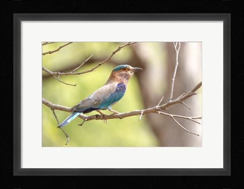 Framed India, Madhya Pradesh, Bandhavgarh National Park Portrait Of An Indian Roller Print