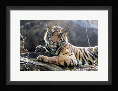 Framed India, Madhya Pradesh, Bandhavgarh National Park A Young Bengal Tiger Resting On A Cool Rock Print