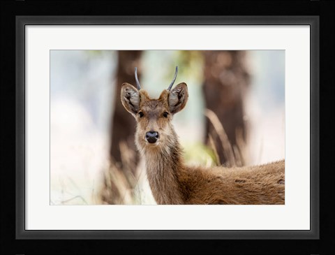 Framed India, Madhya Pradesh, Kanha National Park Headshot Of A Young Male Barasingha Print