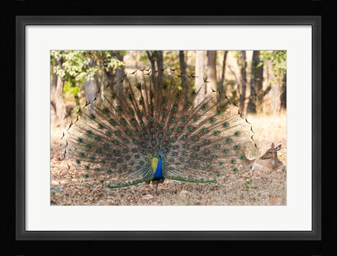 Framed India, Madhya Pradesh, Kanha National Park A Male Indian Peafowl Displays His Brilliant Feathers Print