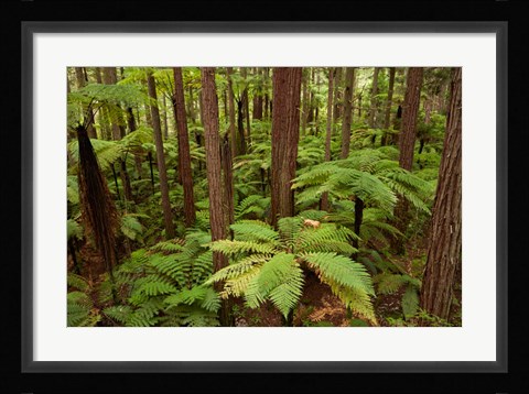 Framed Redwoods Treewalk At The Redwoods, Rotorua, North Island, New Zealand Print