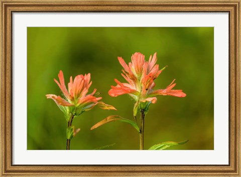Framed Jasper National Park, Alberta, Canada Red Indian Paintbrush Wildflower Print