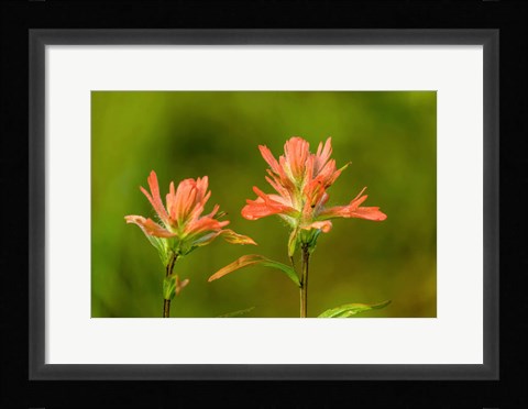 Framed Jasper National Park, Alberta, Canada Red Indian Paintbrush Wildflower Print
