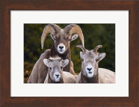 Framed Alberta, Jasper Bighorn Sheep Ram With Juveniles Print