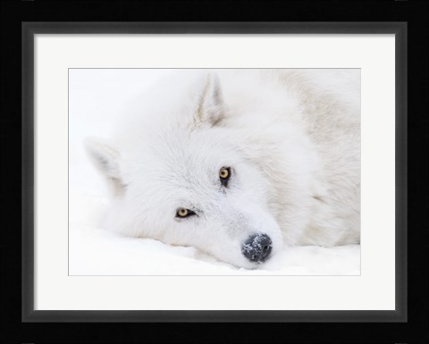 Framed Alberta, Yamnuska Wolfdog Sanctuary White Wolfdog Portrait Print