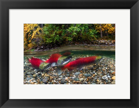 Framed British Columbia, Adams River Sockeye Salmon Split Shot Print
