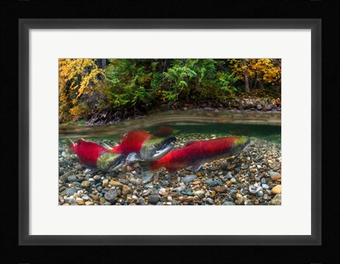 Framed British Columbia, Adams River Sockeye Salmon Split Shot Print