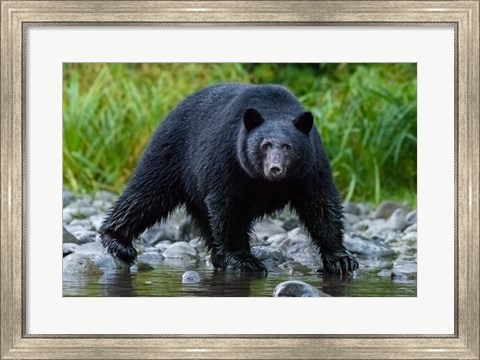 Framed British Columbia Black Bear Searches For Fish At Rivers Edge Print