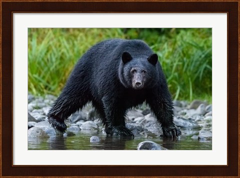 Framed British Columbia Black Bear Searches For Fish At Rivers Edge Print