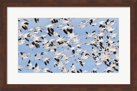 Framed British Columbia Reifel Bird Sanctuary, Snow Geese Flock In Flight Print