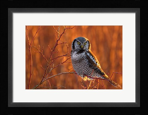 Framed British Columbia Northern Hawk Owl Perched On Blueberry Bush Print