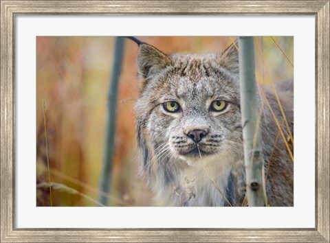 Framed Yukon, Whitehorse, Captive Canada Lynx Portrait Print