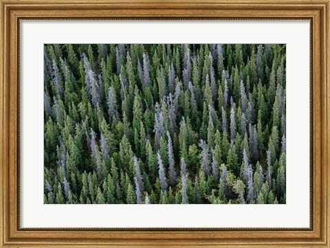 Framed Yukon, Kluane National Park Mix Of Living And Dead White Spruce Trees Print