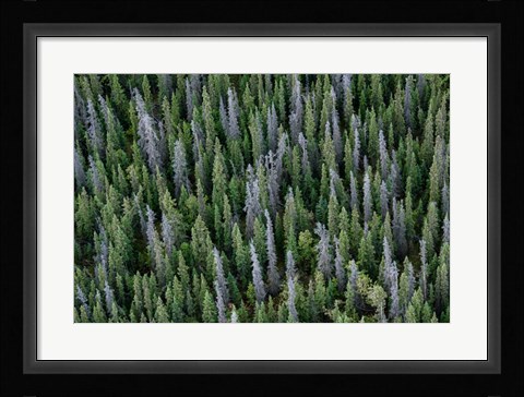 Framed Yukon, Kluane National Park Mix Of Living And Dead White Spruce Trees Print