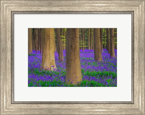 Framed Europe, Belgium Hallerbos Forest With Trees And Bluebells Print