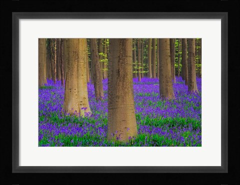 Framed Europe, Belgium Hallerbos Forest With Trees And Bluebells Print