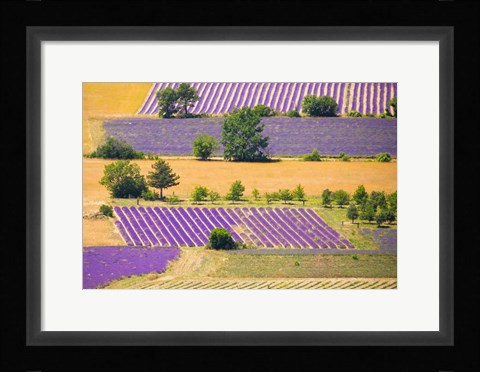Framed France, Provence, Sault Plateau Overview Of Lavender Crop Patterns And Wheat Fields Print