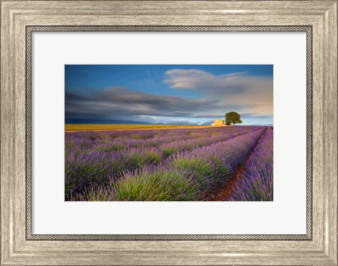 Framed France, Provence, Valensole Plateau Lavender Rows And Farmhouse Print
