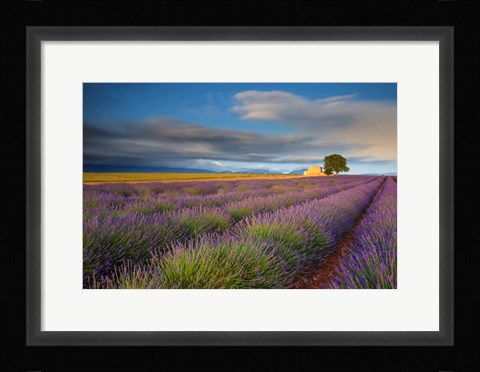 Framed France, Provence, Valensole Plateau Lavender Rows And Farmhouse Print