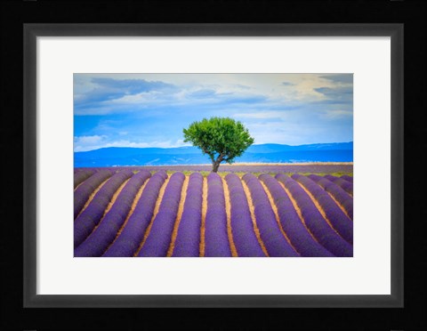Framed Europe, France, Provence, Valensole Plateau Field Of Lavender And Tree Print
