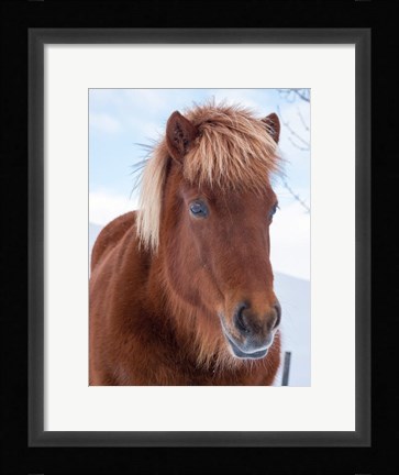 Framed Icelandic Horse In Fresh Snow Print