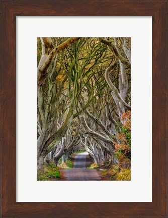 Framed Dark Hedges In County Antrim, Northern Ireland Print