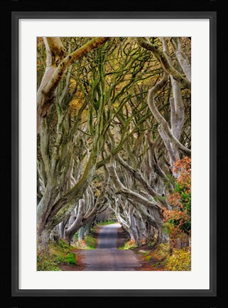 Framed Dark Hedges In County Antrim, Northern Ireland Print
