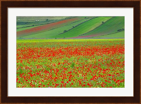 Framed Europe, Italy, Castellucio Piano Grande Field Of Flowers Print