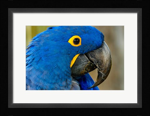 Framed Blue Hyacinth Macaw, Anodorhynchus Hyacinthinus Print