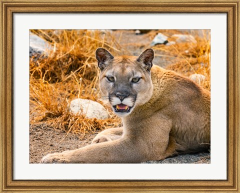 Framed Mountain Lion, Cougar, Puma Concolor Print