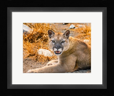 Framed Mountain Lion, Cougar, Puma Concolor Print