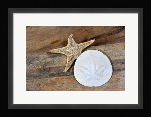 Framed Sand Dollar And Starfish Still-Life Print