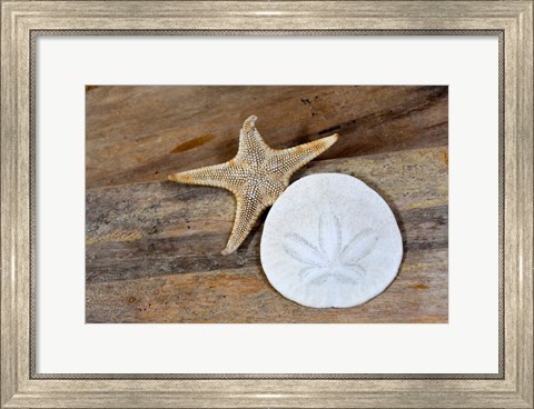 Framed Sand Dollar And Starfish Still-Life Print