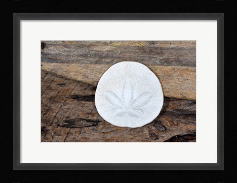 Framed Sand Dollar Still-Life Print