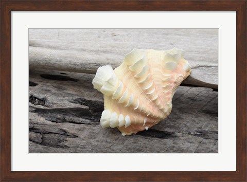 Framed Ruffled Clam Shell - Tridacna Squamosa Print
