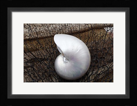 Framed Whole Pearl Nautilus Shell Print