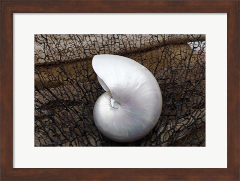 Framed Whole Pearl Nautilus Shell Print