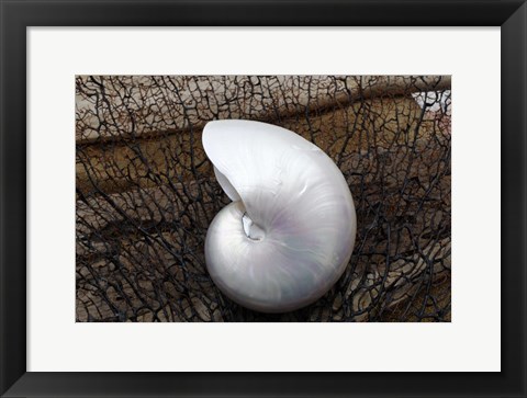 Framed Whole Pearl Nautilus Shell Print
