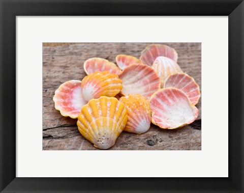 Framed Hawaiian Sunrise Shells Print