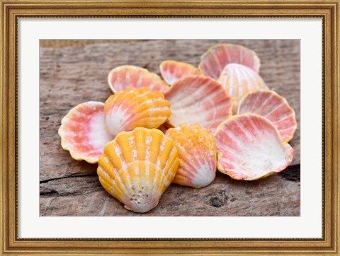 Framed Hawaiian Sunrise Shells Print