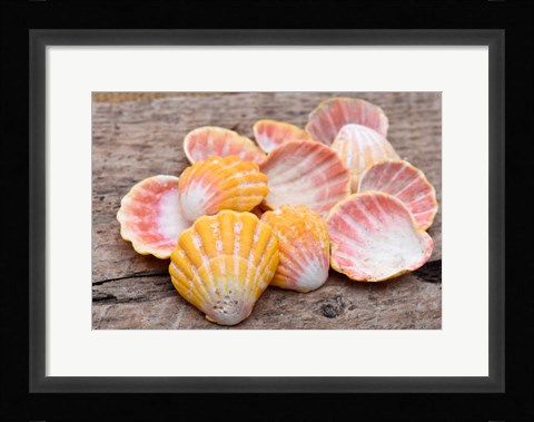 Framed Hawaiian Sunrise Shells Print