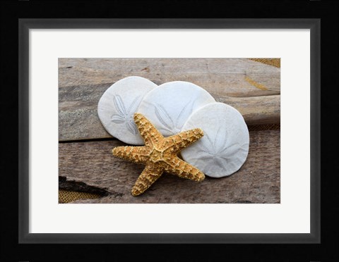 Framed Sand Dollar And Starfish Still-Life Print