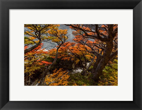 Framed Argentina, Los Glaciares National Park Lenga Beech Trees In Fall Print