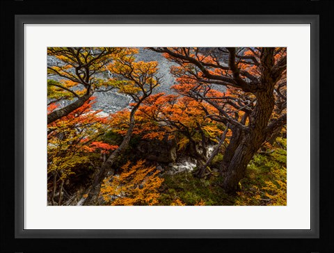 Framed Argentina, Los Glaciares National Park Lenga Beech Trees In Fall Print