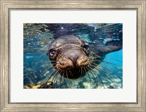 Framed Galapagos Islands, Santa Fe Island Galapagos Sea Lion Swims In Close To The Camera Print