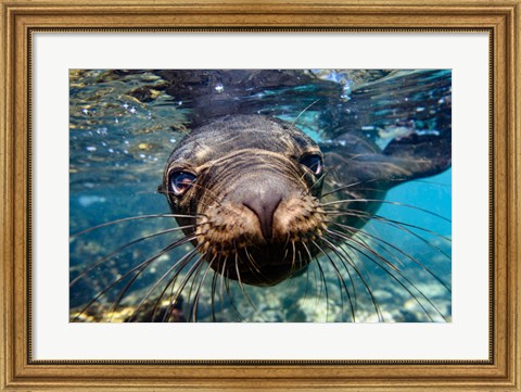 Framed Galapagos Islands, Santa Fe Island Galapagos Sea Lion Swims In Close To The Camera Print