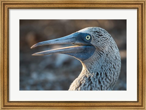 Framed Galapagos Islands, North Seymour Island Blue-Footed Booby Portrait Print